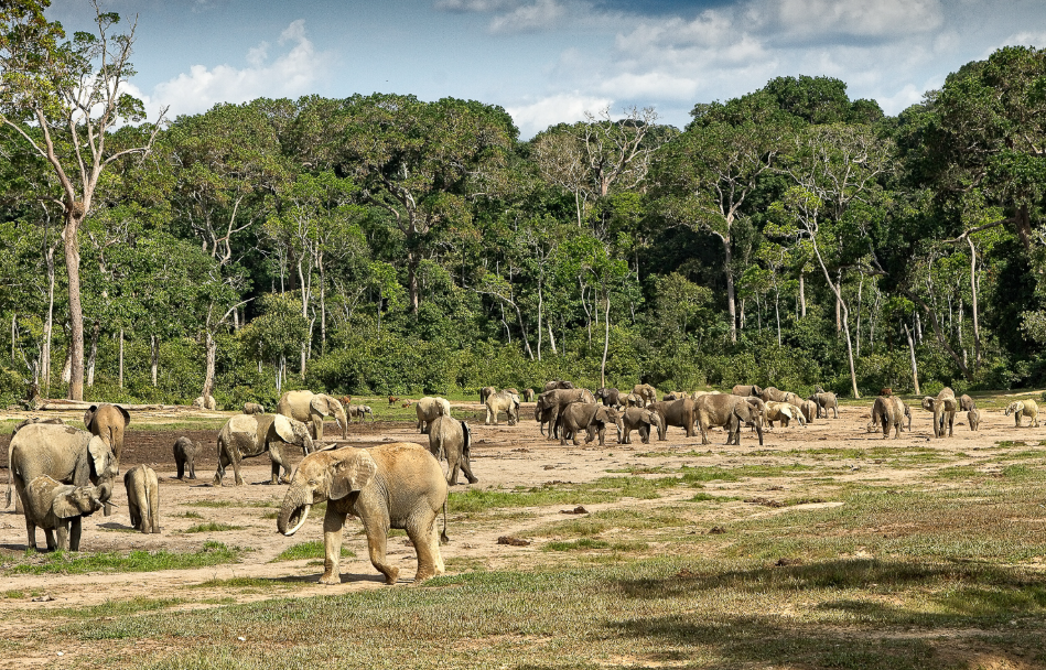 Sangha River, Southwest (near Dzanga-Sangha), Central African Republic